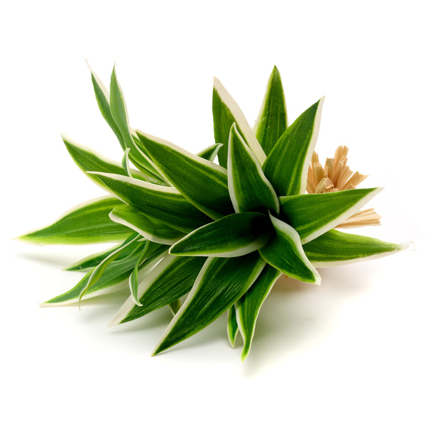 Double Dracena Napkin Ring