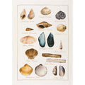 La Mer - Conchiglie Tea Towel by Tessitura Toscana Telerie