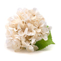 Vintage Hydrangea Napkin Ring by Deborah Rhodes