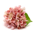 Vintage Hydrangea Napkin Ring by Deborah Rhodes