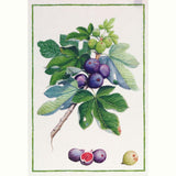 Fichi